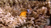 Tropical Fish & Reef - Anemone And Clown Fish