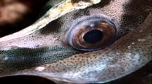 Tropical Fish & Reef - Foxface Rabbitfish (Sleeping), Close Up Mouth