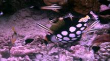 Tropical Fish & Reef - Clown Triggerfish Eating Coral