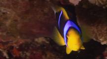 Tropical Fish & Reef - Anemone And Clown Fish (Anemonefish)