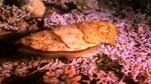 Cephalopods - Cuttlefish 