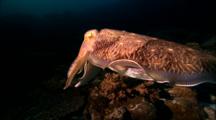 Cephalopods - Cuttlefish Hovers Over Coral