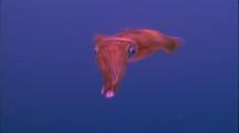 Cephalopods - Squid 