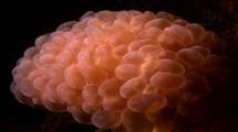 Coral - Bubble Coral