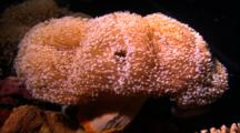 Coral - Soft Coral, Polys Waving