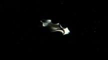 Tropical Sea Life - Flatworm, Spanish Dancer, At Night. Plankton.