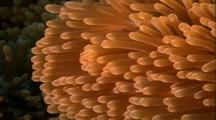 Tropical Sea Life - Anemone Tentacles