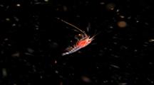 Tropical Sea Life - Shrimp And Diatoms 