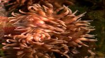 Shoreline Life - Sea Anemone In Tide Pool