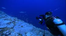 Divers - Diver Filming Sharks At Coral Wall Drop Off