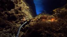 Sea Snake Flees From Cave