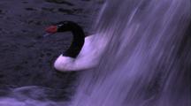 Exotic Swan By Waterfall