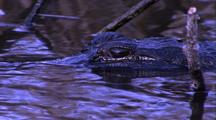 Alligator In Water