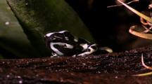 Brown And White Frog