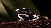 Brown And White Frog