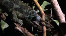 Three Horned Chameleon Eye And Tongue Movement