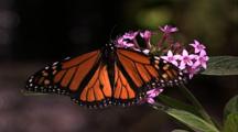 Monarch Butterfly On Flowers