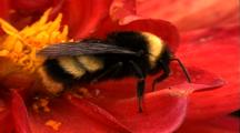 Extreme Closeup Bee In Red Flower Gathering Polen