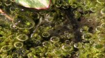 Water Scenics - Red Rimmed Spring Plant, Oxygen Forming In Water