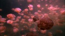 Jellyfish Drifters - Swarm In Jellyfish Lake