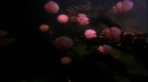 Jellyfish Drifters - Swarm In Jellyfish Lake