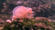 Fish Feed On Jelly At Jellyfish Lake