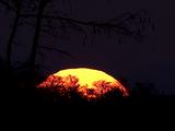 Fireball Sunset Behind Silhouette Brush And Tree