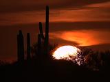Sunball Sunset, Swirly Clouds, Cactus Silhouette