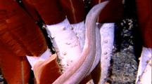 Tube Worms In Flowing Hot Water