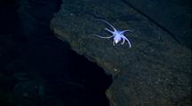 Small Octopus At Lip Of Pillow Lava Collapse Hole