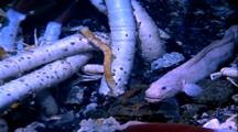 Fish, Crabs And Tube Worms