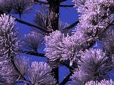 Winter Scenics - Snow Fringed Spruce Pine Tree