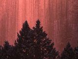 Winter Scenics - Glittery Snow Falling, Two Pine Trees Foreground, Zoom In
