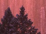 Winter Scenics - Glittery Snow Falling, Two Pine Trees Foreground