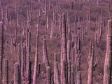 Field Of Sagura Cacti (Cactus), Heat Shimmer Lines