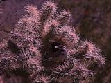 Cactus Wren Nest Hole, Bird Flies Up With Moth, Bird From Nest Leaves