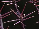 Pink Cactus Thorns