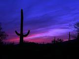 Sunset With Cactus Foreground