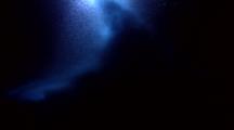 Manta Rays Feeding At Night