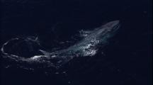 Blue Whale Aerial Stock Footage