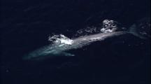 Blue Whale At Surface