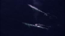 Blue Whales At Surface