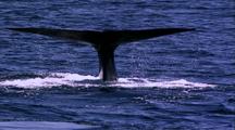 Blue Whale Dives, Fluke