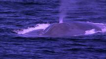 Blue Whale Spouts