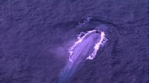 Blue Whale At Surface