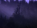 Pine Trees In The Fog Mist