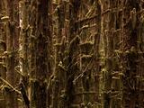 Mossy Tree Trunks