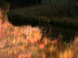 Autumn Leaves Reflected In Water