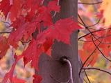 Autumn Maple Tree And Leaves