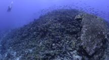 Signs Of Destructive Fishing On Coral Reef